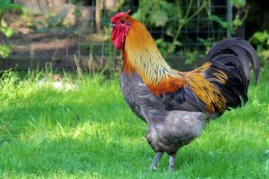grillage a poule